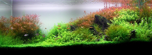 web-aquarium-zij-beplanting-1